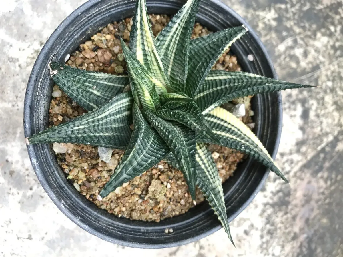 sansevieria2